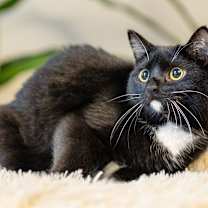 Thumbnail photo of Lucas #1