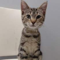 Thumbnail photo of Zoey @ The Cat's Brew #2