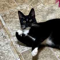 Thumbnail photo of Toffe-Tastic #1