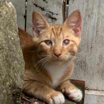 Thumbnail photo of Wiley  #1