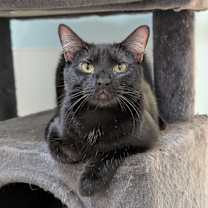 Thumbnail photo of Forest #1