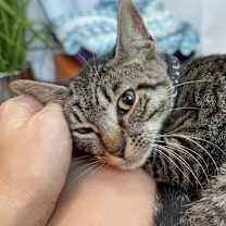 Thumbnail photo of Tiny Teeny #3