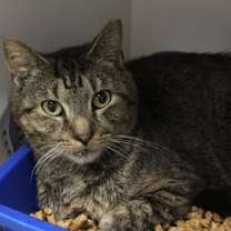 Thumbnail photo of Mr.Kitty Rotgers #3