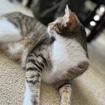 Thumbnail photo of Hades #1