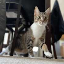 Thumbnail photo of Hades #2