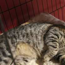 Thumbnail photo of Mickey #3