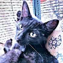 Thumbnail photo of Oregano #4