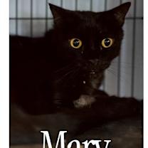 Thumbnail photo of Marv #2