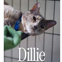 Thumbnail photo of Dillie #2