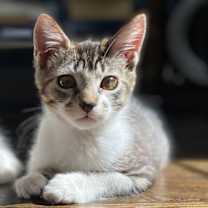 Thumbnail photo of Roger #1