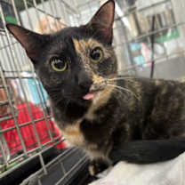 Thumbnail photo of Coraline #1