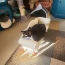 Thumbnail photo of Toa #4