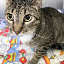 Thumbnail photo of 656478 Ralphie #1