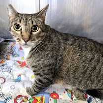 Thumbnail photo of 656478 Ralphie #2