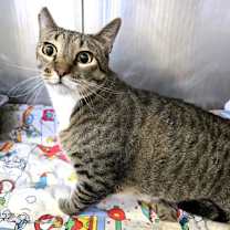 Thumbnail photo of 656478 Ralphie #3