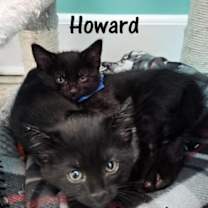 Thumbnail photo of Howard #2