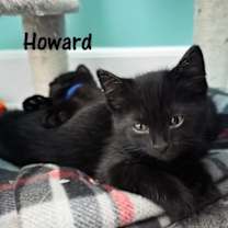 Thumbnail photo of Howard #3