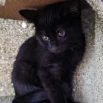 Thumbnail photo of Howard #4