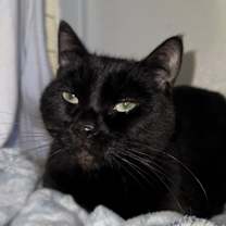 Thumbnail photo of Maxwell #1