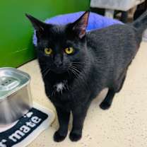 Thumbnail photo of Mystique #1