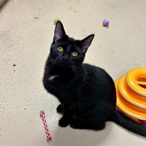 Thumbnail photo of Mystique #2