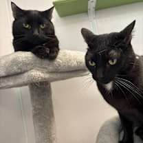 Thumbnail photo of Professor Plum #3