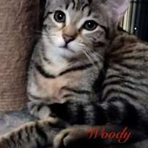 Thumbnail photo of Woody #2