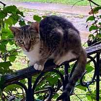 Thumbnail photo of FOXY #2