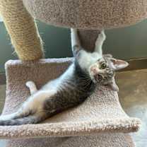 Thumbnail photo of Tilly -lap cat! #3