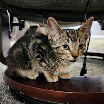 Thumbnail photo of Cougar #2