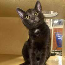 Thumbnail photo of Thomas #1