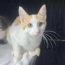 Thumbnail photo of Yuki  #2