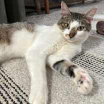 Thumbnail photo of Rocky #1