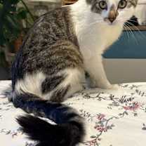 Thumbnail photo of Rocky #3