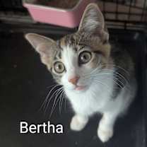 Thumbnail photo of Bertha #2