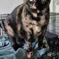 Thumbnail photo of Molly #1