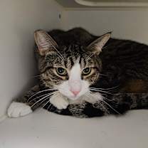 Thumbnail photo of Rocket #3