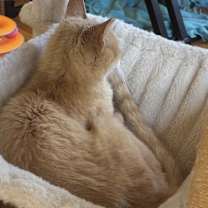 Thumbnail photo of Julius #2