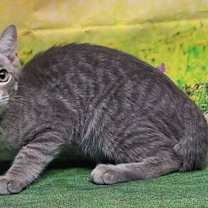 Thumbnail photo of 250744  Turbo #2