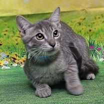 Thumbnail photo of 250744  Turbo #3