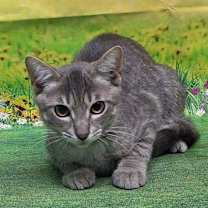 Thumbnail photo of 250744  Turbo #4