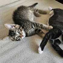 Thumbnail photo of Pedro #3