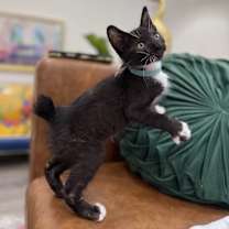 Thumbnail photo of Freedom Lull #1