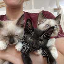 Thumbnail photo of Freedom Lull #2