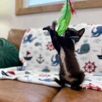 Thumbnail photo of Freedom Lull #3