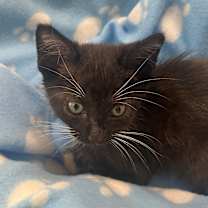 Thumbnail photo of Freedom Lull #4