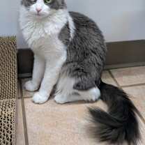 Thumbnail photo of Pinkie #1