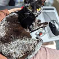 Thumbnail photo of Pepper #2