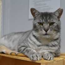 Thumbnail photo of Galopin #1