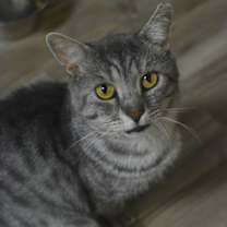 Thumbnail photo of Galopin #2